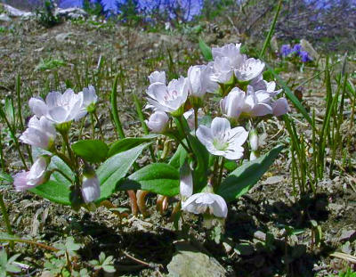 LindstromWildflowerP5210024.jpg