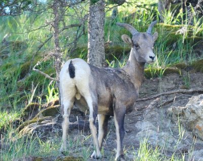 Canadian Wild Life