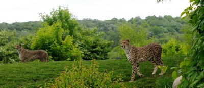 Cheetahs on the walk
