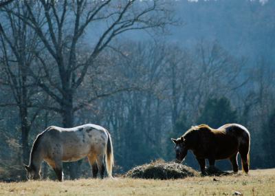 Arkansas Horses