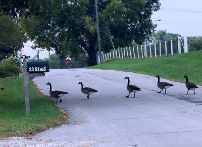 The quacks cross the road