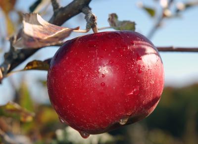 Michigan Fall Apple