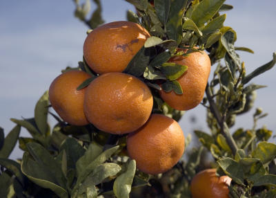 California Tangerines