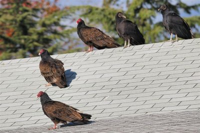 Vultures on the roof