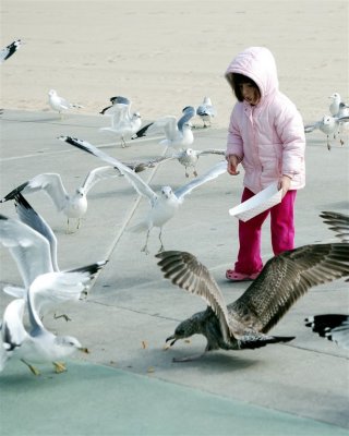 Feeding the Gulls