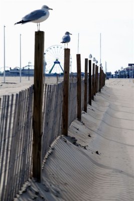 Gulls on a Fence