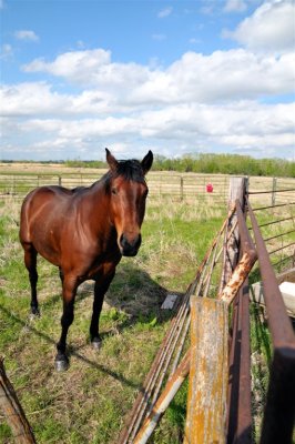 Kanopolis KS Curious Horse