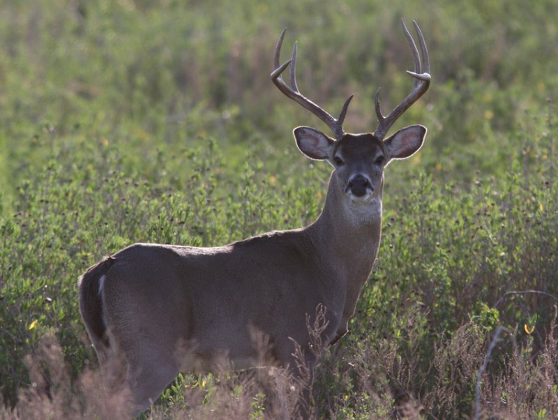 White-tailed Deer 3