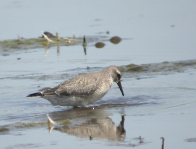 Red Knot 2