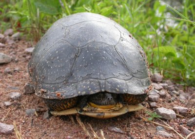 Blandings Turtle 2