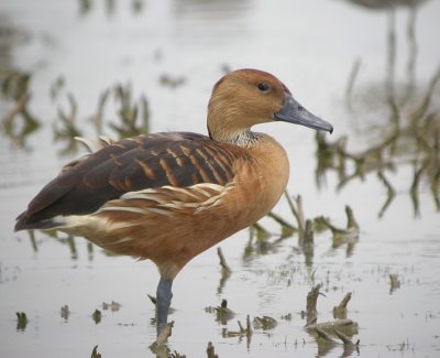 Fulvous Whistling-Duck