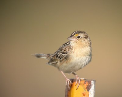 Grasshopper Sparrow 2