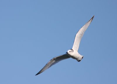 Black-legged Kittiwake 12