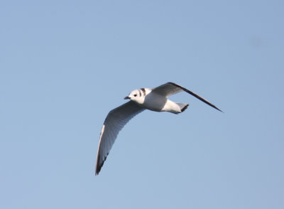 Black-legged Kittiwake 2