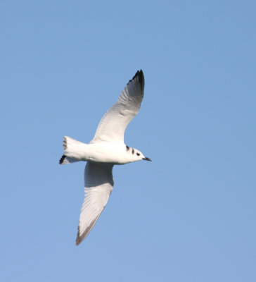 Black-legged Kittiwake 4