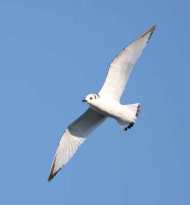 Black-legged Kittiwake 5