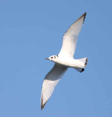 Black-legged Kittiwake 6