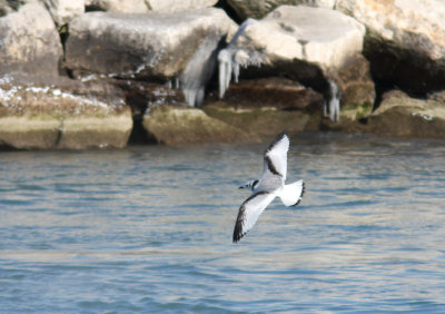 Black-legged Kittiwake 7