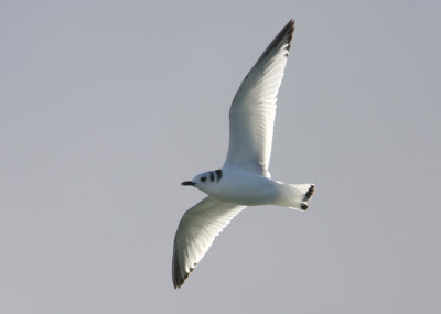 Black-legged Kittiwake 8