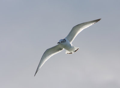 Black-legged Kittiwake 9