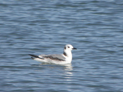 Black-legged Kittiwake 10
