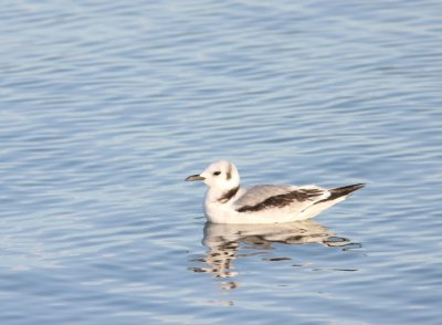 Black-legged Kittiwake 11