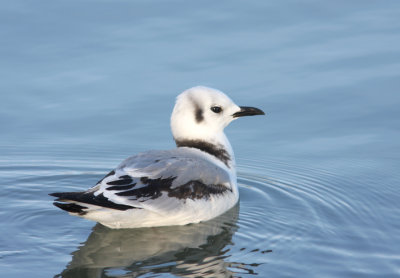 Black-legged Kittiwake