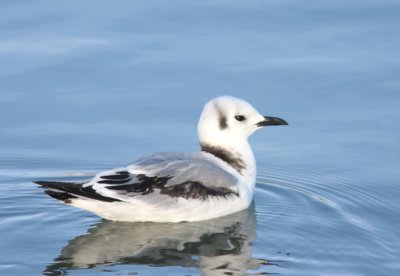 Black-legged Kittiwake 13
