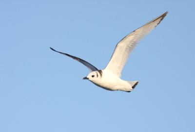 Black-legged Kittiwake 15