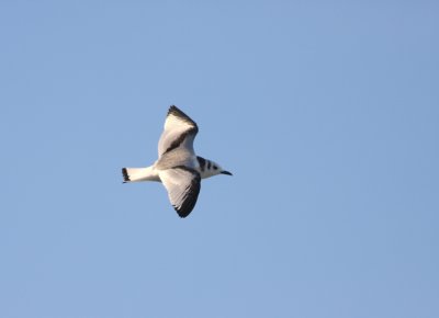 Black-legged Kittiwake 17