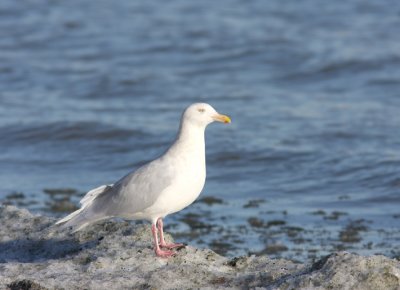 Glaucous Gull