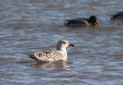 Great Black-backed Gull