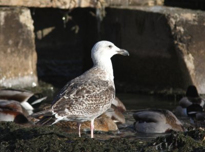 Great Black-backed Gull 2