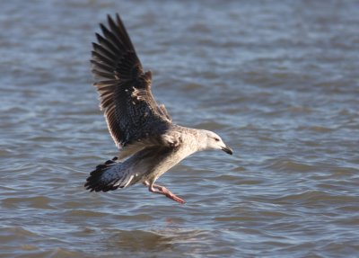 Great Black-backed Gull 3