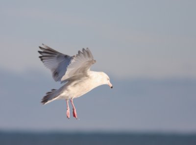 Gull 2.jpg