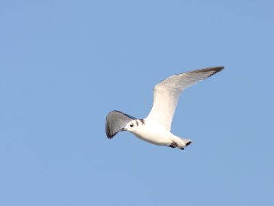 Black-legged Kittiwake 18