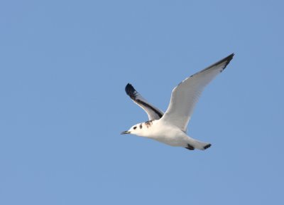 Black-legged Kittiwake 19