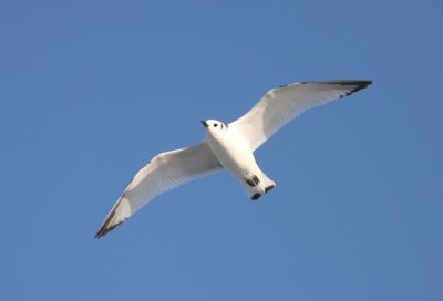 Black-legged Kittiwake 21