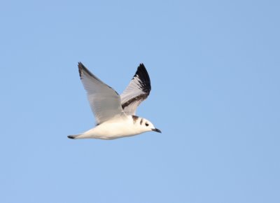 Black-legged Kittiwake 22