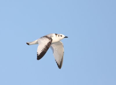 Black-legged Kittiwake 23