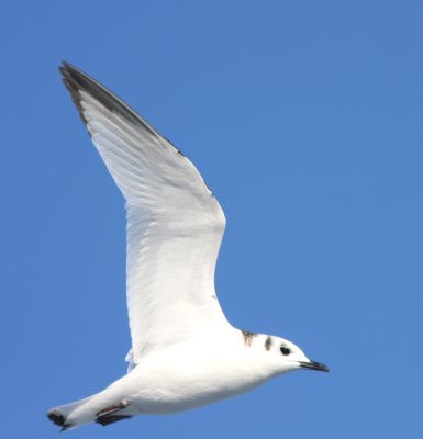 Black-legged Kittiwake 24