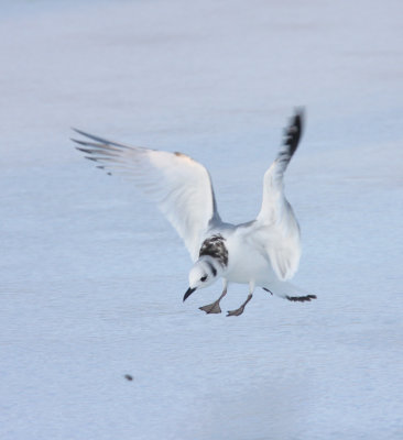 Black-legged Kittiwake 25