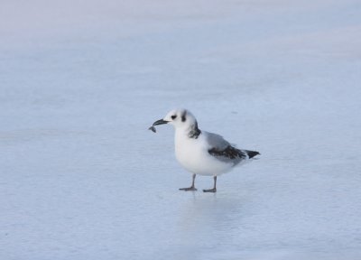 Black-legged Kittiwake 26