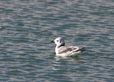 Black-legged Kittiwake 27