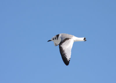 Black-legged Kittiwake 28