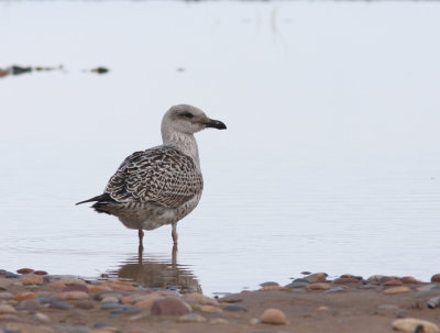 Great Black-backed Gull