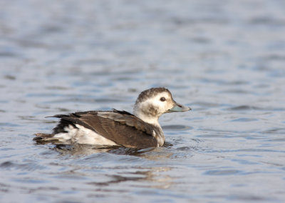 Long-tailed Duck