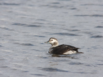 Long-tailed Duck 3
