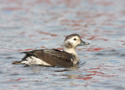 Long-tailed Duck 4