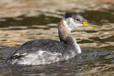 Red-necked Grebe